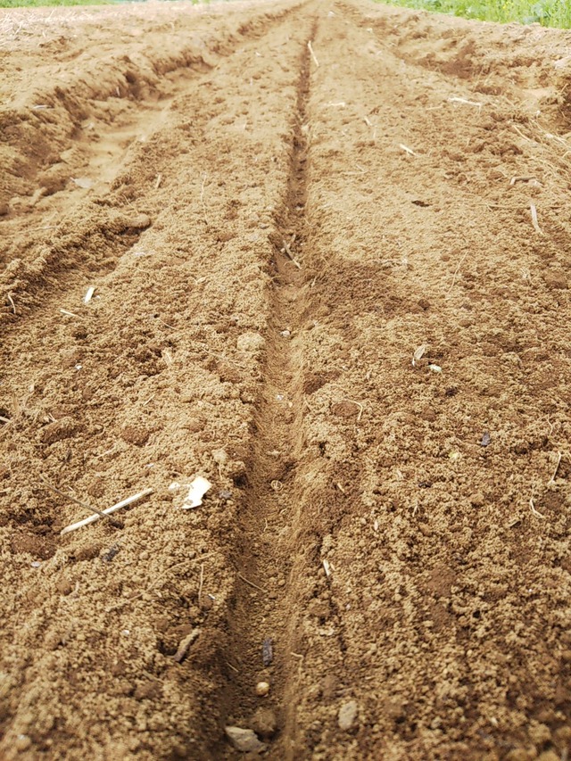 cameringo_2019-03-28 15.41.44