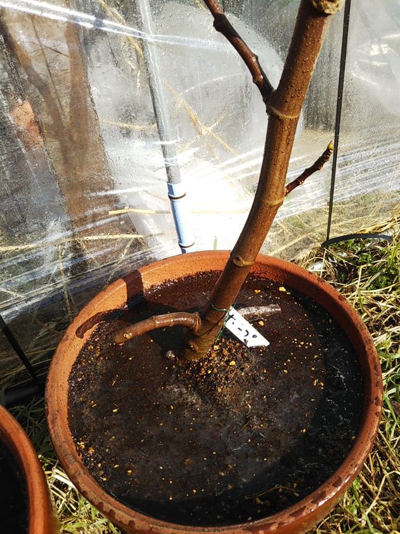 正規品 モカモカ様専用イチジク挿し木苗 ２品種 植物 観葉植物 インテリア 住まい 小物 Kids At Jacobs De