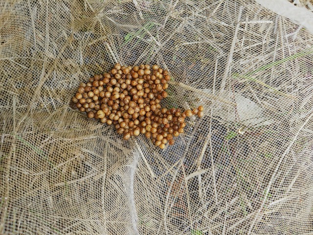 cameringo_2019-03-28 14.45.51