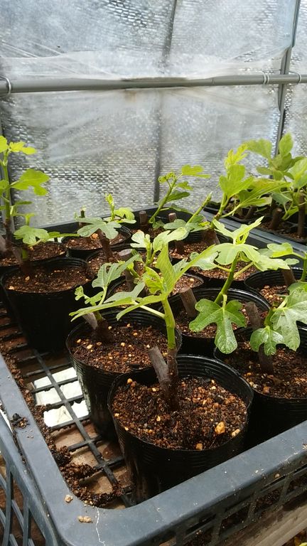 イタリアンパセリの定植と発根率100 のイチジク挿木 Guuのひとりダッシュ村ごっこ イタリアンパセリの定植と発根率100 のイチジク挿木 Guuのひとりダッシュ村ごっこ