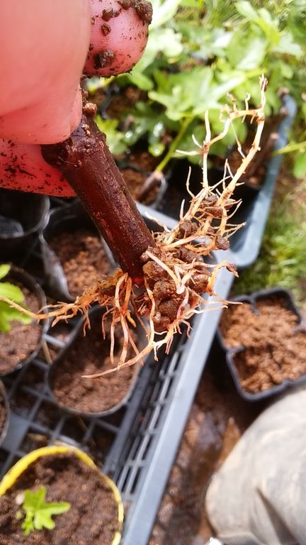 イタリアンパセリの定植と発根率100 のイチジク挿木 Guuのひとりダッシュ村ごっこ イタリアンパセリの定植と発根率100 のイチジク挿木 Guuのひとりダッシュ村ごっこ