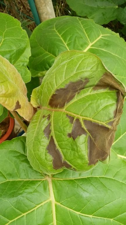 タマリロの葉が焼けてしまいました パタリロじゃないですよ Guuのひとりダッシュ村ごっこ
