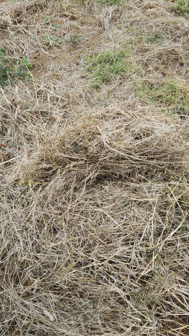 cameringo_2019-03-28 10.17.19