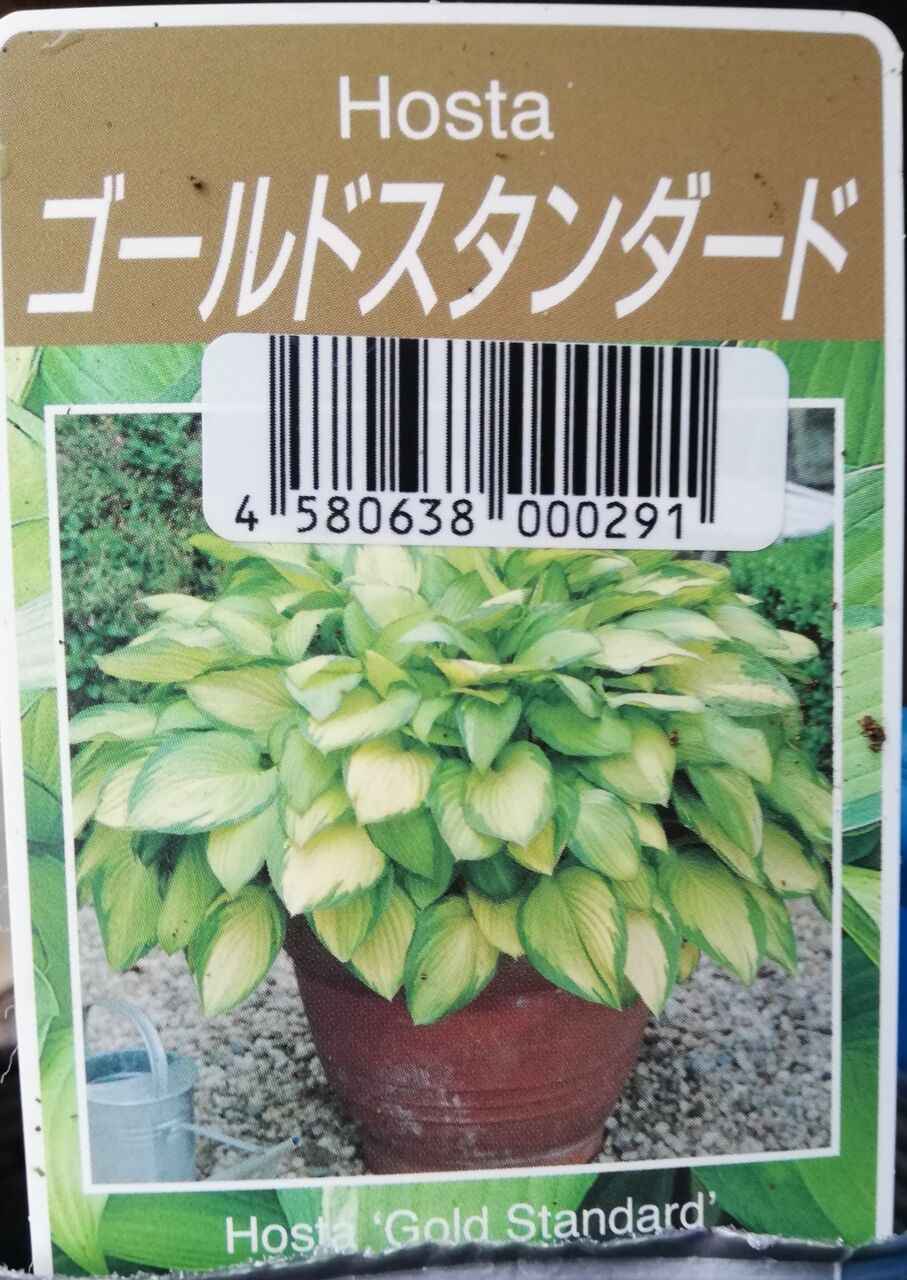 花no 04 ギボウシ ホスタ 猫の額の楽しいお庭