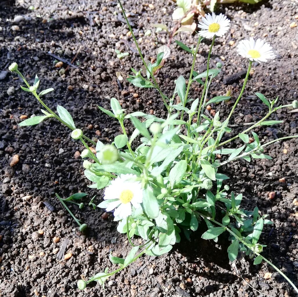 花no 02 エリゲロン 猫の額の楽しいお庭