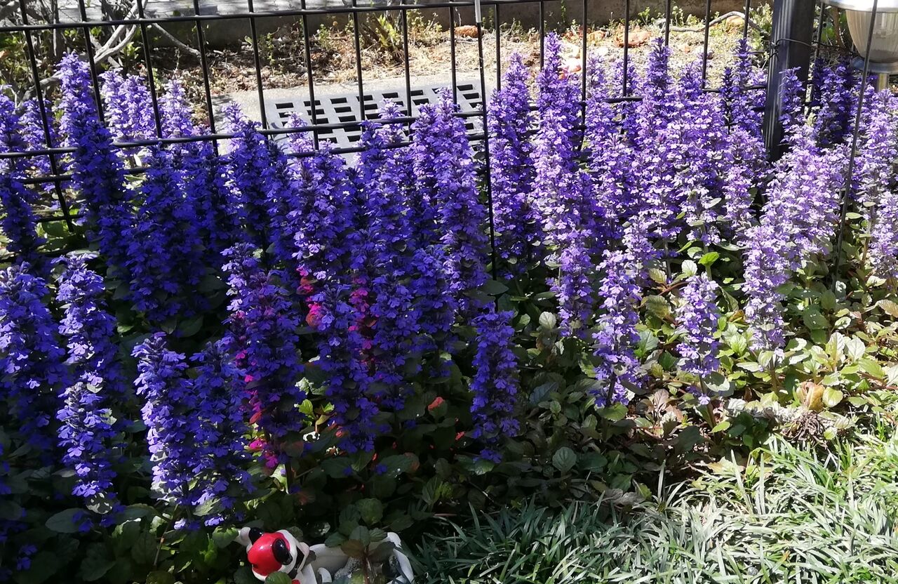 花no 01 アジュガ 猫の額の楽しいお庭 花no 01 アジュガ 猫の額の楽しいお庭