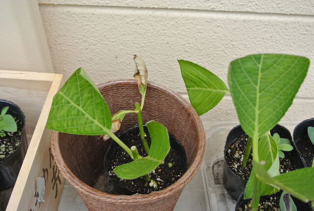 初めての挿し木 挿し穂 あじさい Guzziモトラッド