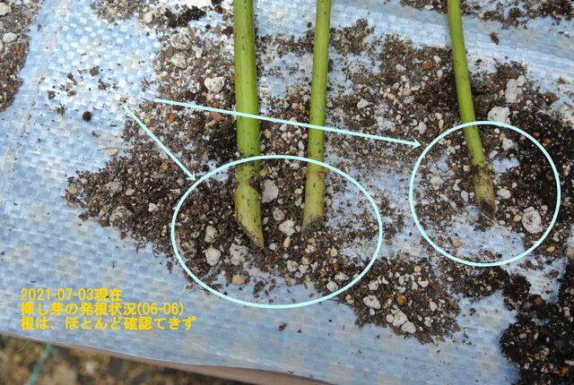 サフィニア ペチュニア の挿し芽 植え替え Guzziモトラッド サフィニア ペチュニア の挿し芽 植え替え Guzziモトラッド