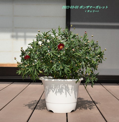 ボンザマーガレットの鉢増し よく咲くスミレの鉢植え Guzziモトラッド