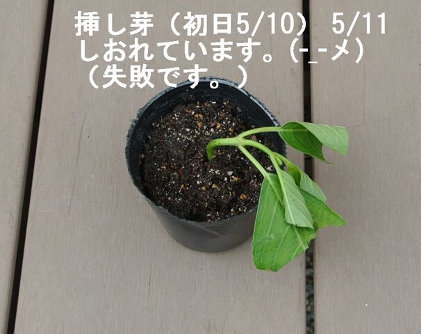 アジサイ 挿し木 失敗しました Guzziモトラッド