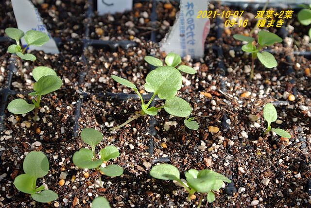 パンジー スミレ 種まき後 ２１日目 Guzziモトラッド