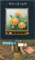 マリーゴールド