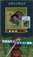 シチメンチョウ