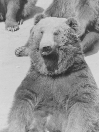 のぼりべつクマ牧場の歴代ボス紹介が面白い World Of Zoo