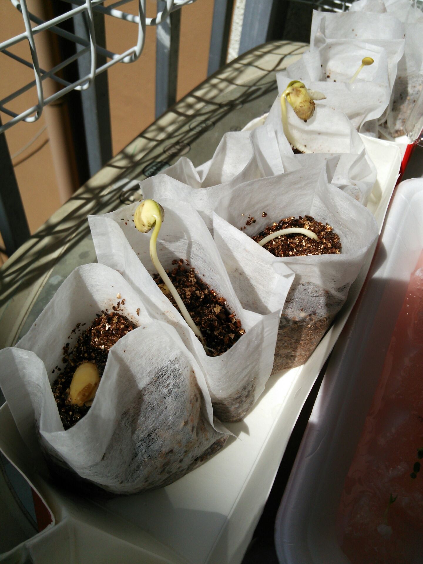 枝豆の種から腐敗臭がする ベランダ野菜修行