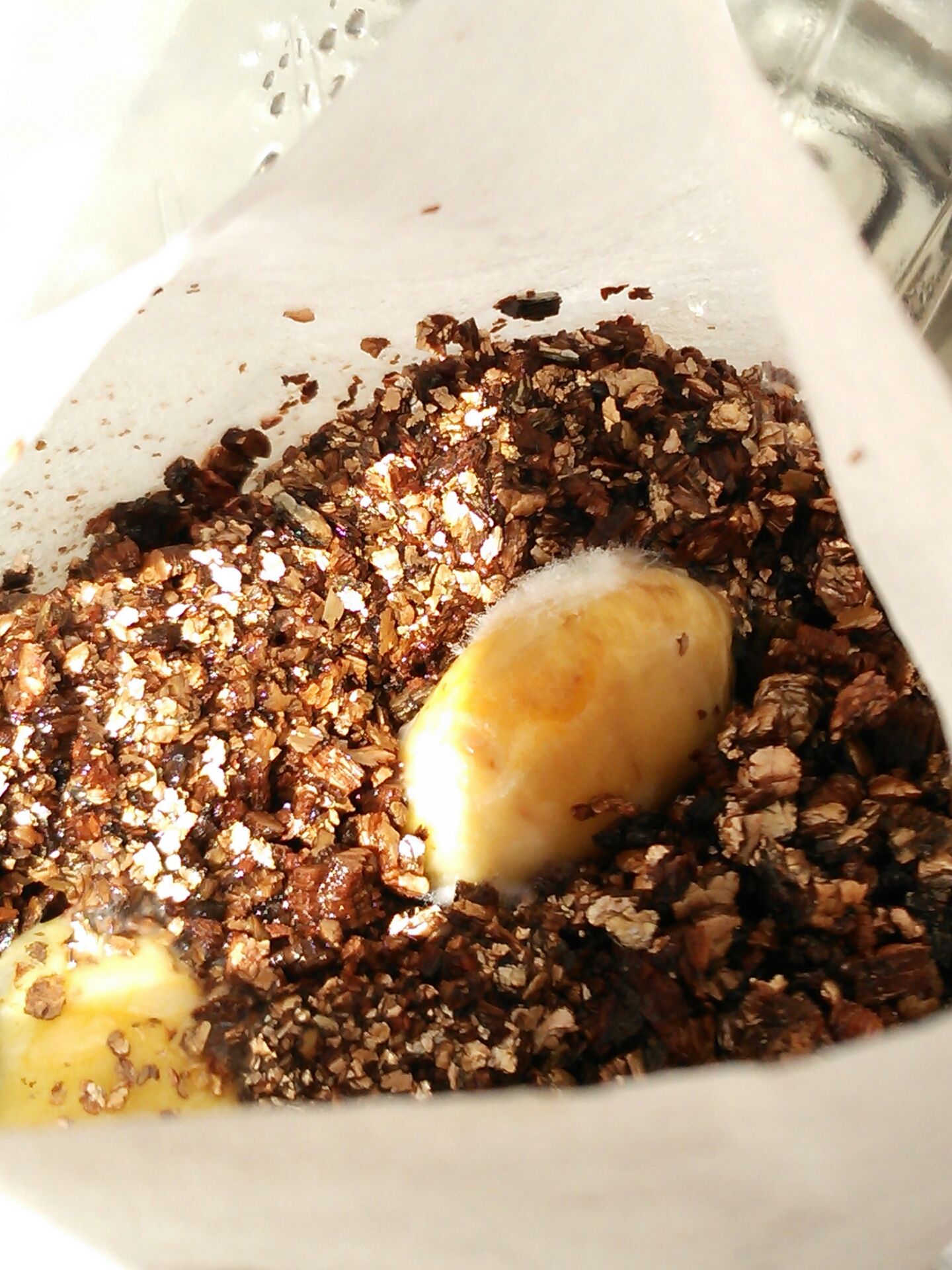 枝豆の種から腐敗臭がする ベランダ野菜修行