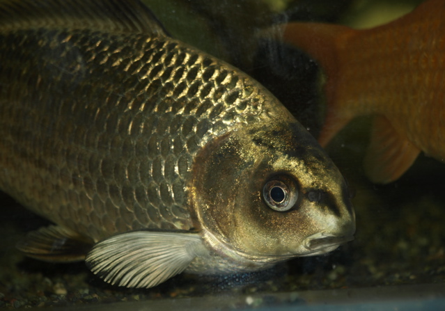 当店のポイントカードはお餅でしょうか Not Hobby But Sophistication