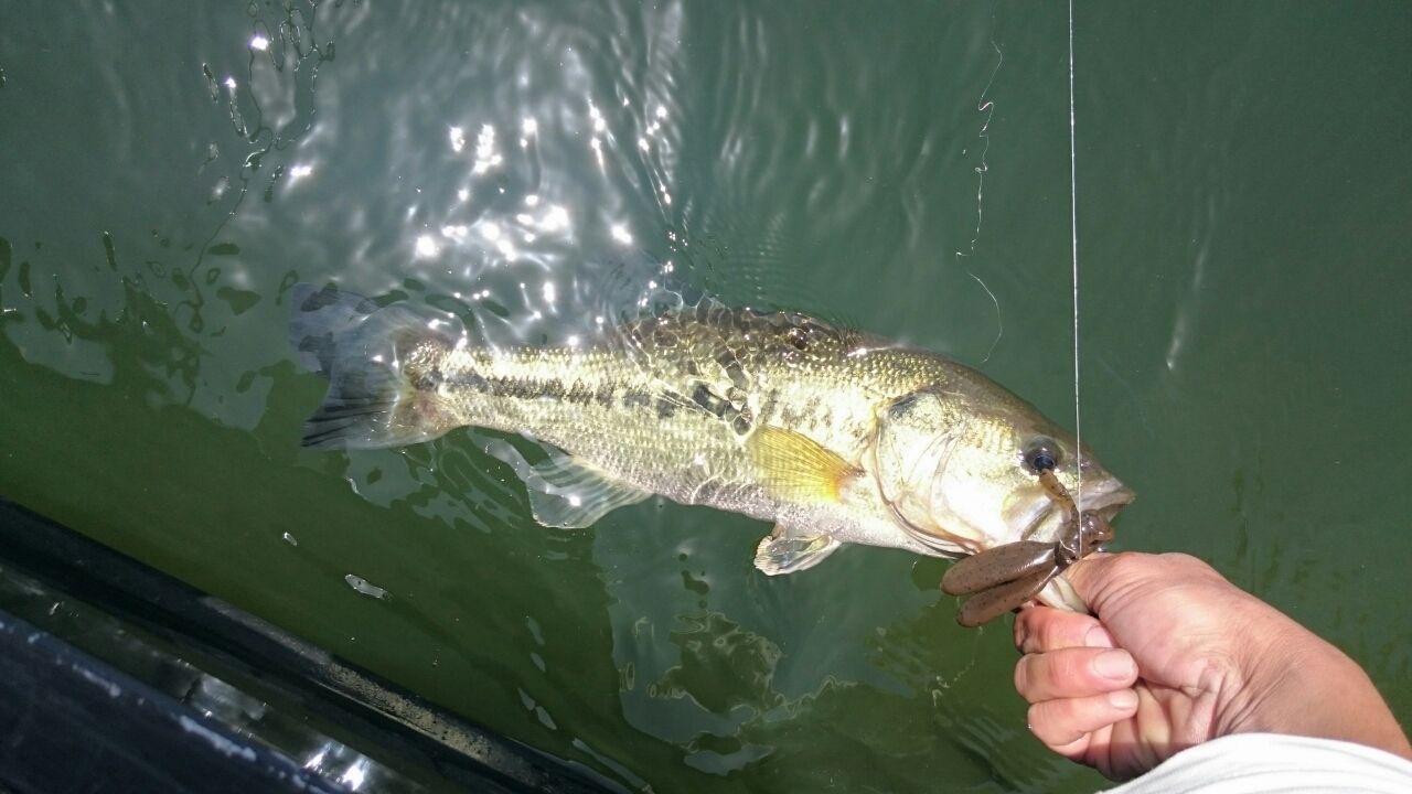 ミニバッカン 明日から芹川ダム大会 寝ずにバス釣り Stoic Bassfishing ミニバッカン 明日から芹川ダム大会 寝ずにバス釣り Stoic Bassfishing