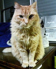 みにらです