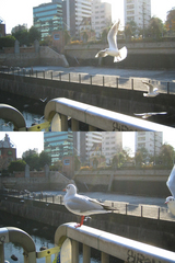 64333161.jpg