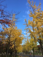 11月19日大阪城公園