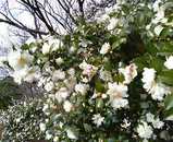 山茶花