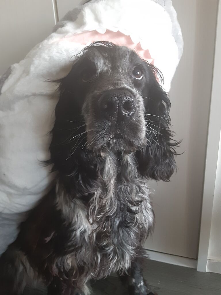 心も魂も精神も平和でいられる 犬は偉大 犬はえらいなあ したいことだけする 着たい服だけ着る