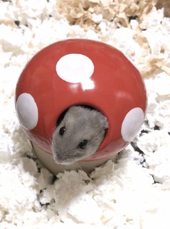 ブログ1