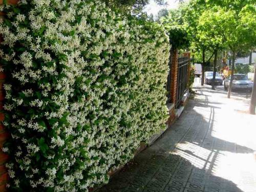 生垣と壁を覆う植物 Gyu S Shop Blog