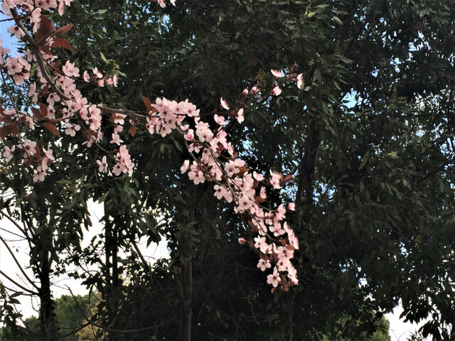 プルーンとビンカ Gyu S Shop Blog