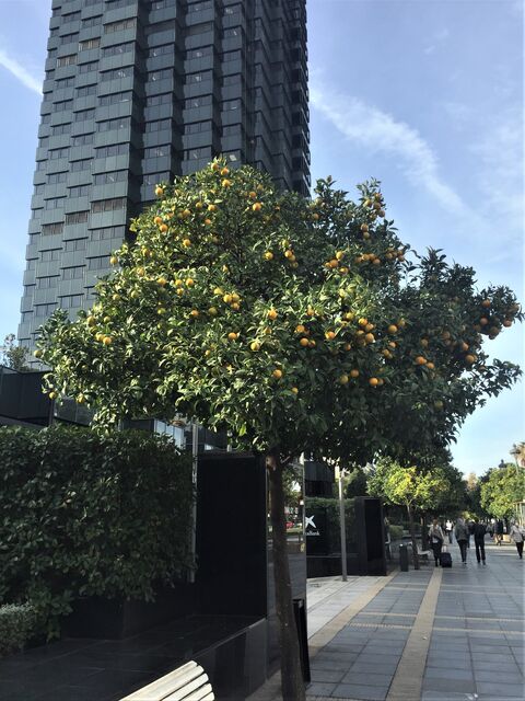 銀杏拾い Gyu S Shop Blog