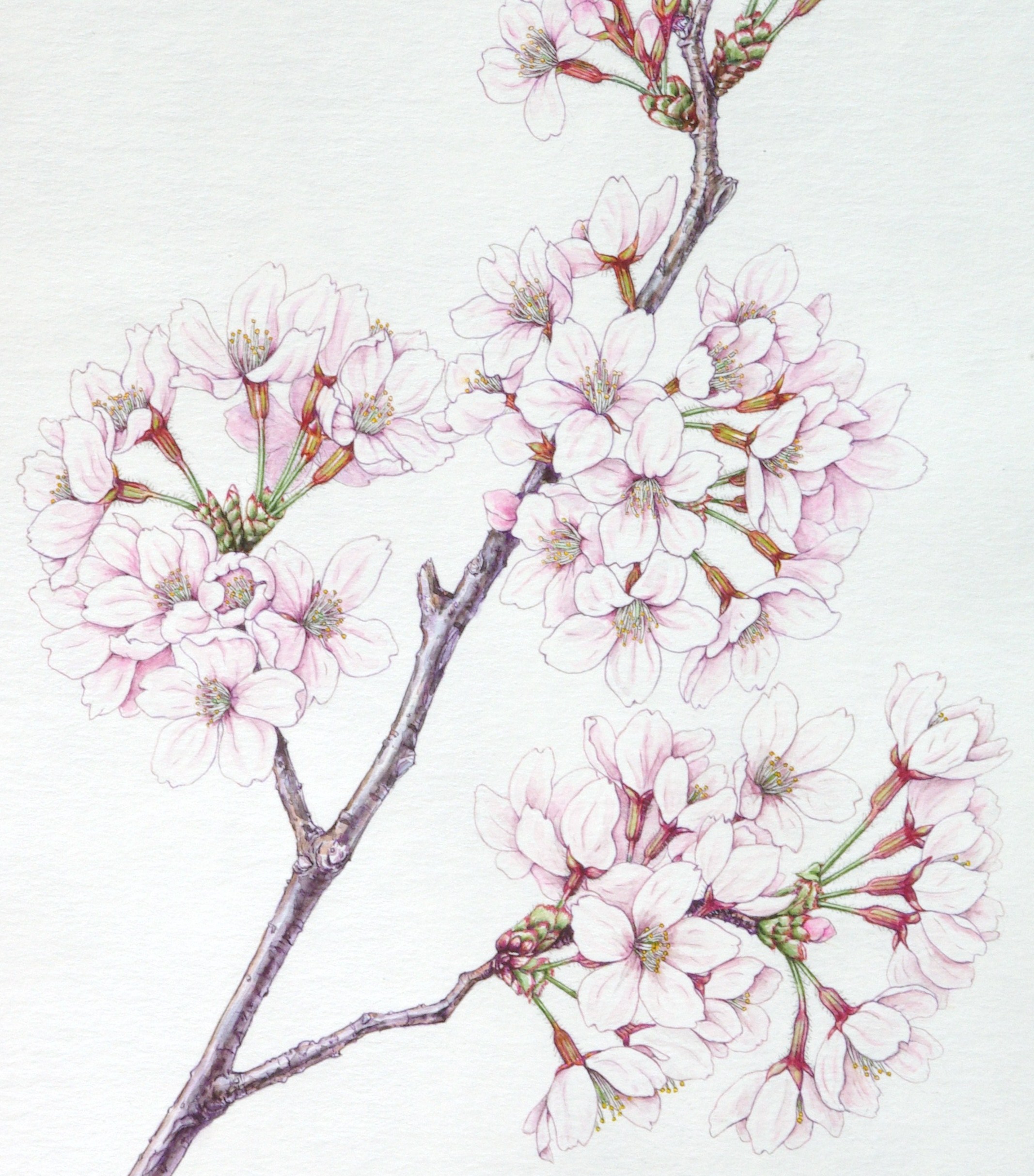 桜と太田洋愛 Botanical Art By Akico