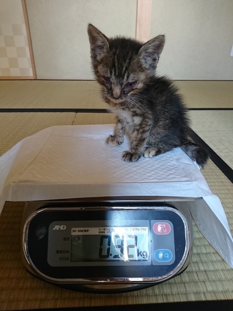 子猫 牛乳の家 子猫 牛乳の家