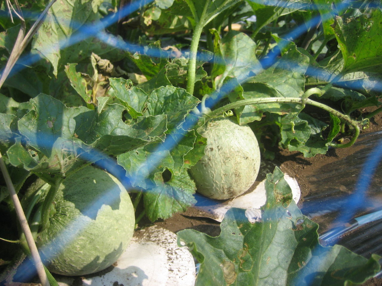 メロン ウリ 科 メロン マクワウリ の育て方 栽培方法 失敗しない栽培レッスン 野菜の育て方 サカタのタネ 家庭菜園 園芸情報サイト 園芸通信