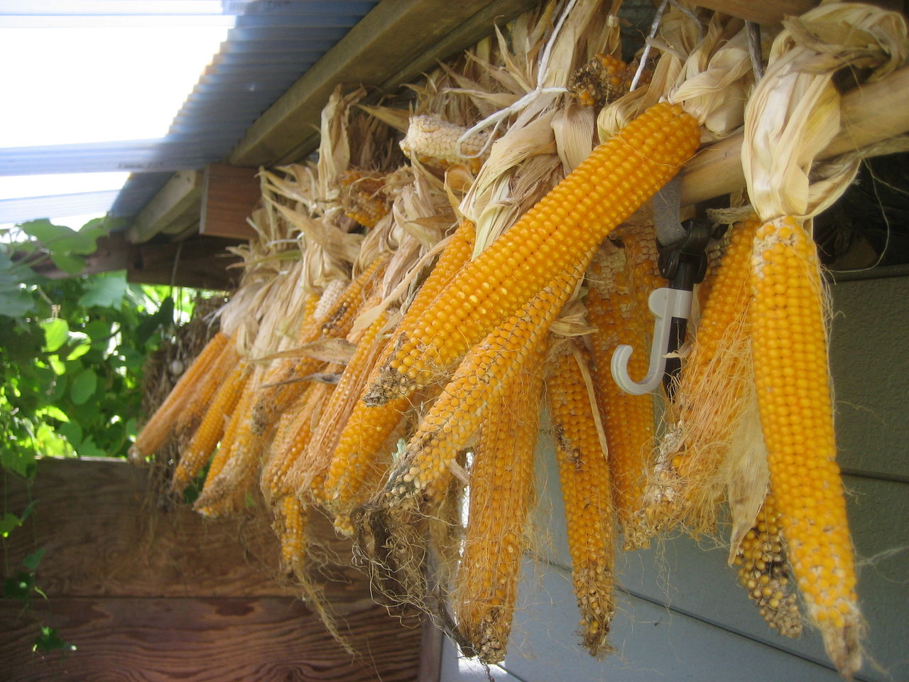 爆裂種のトウモロコシの収穫日和 なんとなく畑 爆裂種のトウモロコシの収穫日和 なんとなく畑