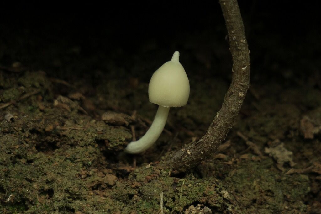 里山の森に分け入って Hのblog 自然との語らい