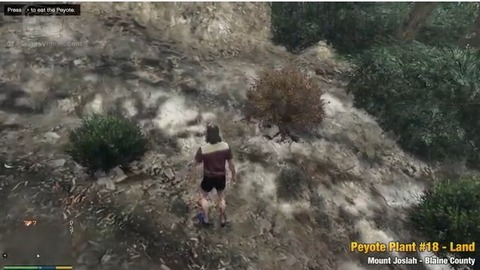 peyote41