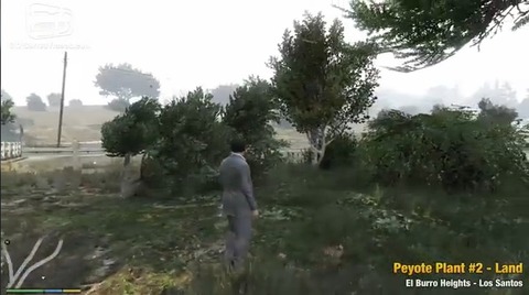 peyote8