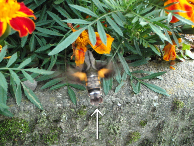 ３８ ホバリングする虫