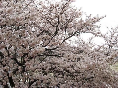 泉屋さんのアップルパイ そうめのblog 泉屋さんのアップルパイ そうめのblog