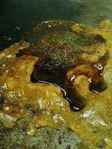 ぐじゃ森下 ぐじゃ焼