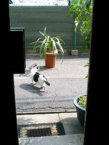 �ɥ��γ��˥����餬������