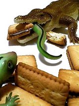 ¦