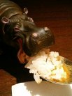 カバも美味そうに食ってました。