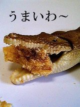 うまいわ〜