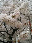 満開の京都のsakura