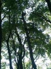鶴舞公園の木々