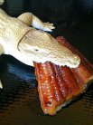 ��̣�����˿��äƤޤ���