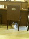 aN'sCafe 猫