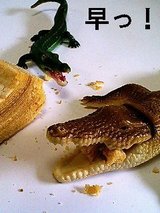 早っ!もう食うてるやん!! ゲプッ